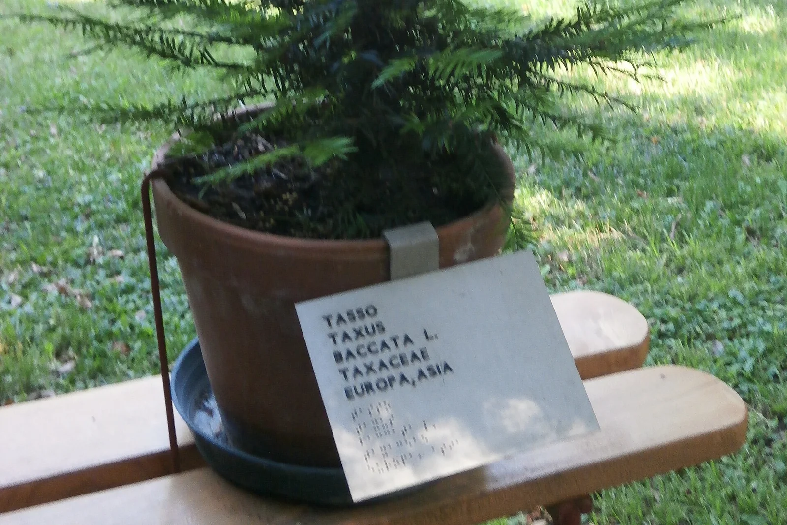 照片: 帕多瓦植物园（Orto Botanico）