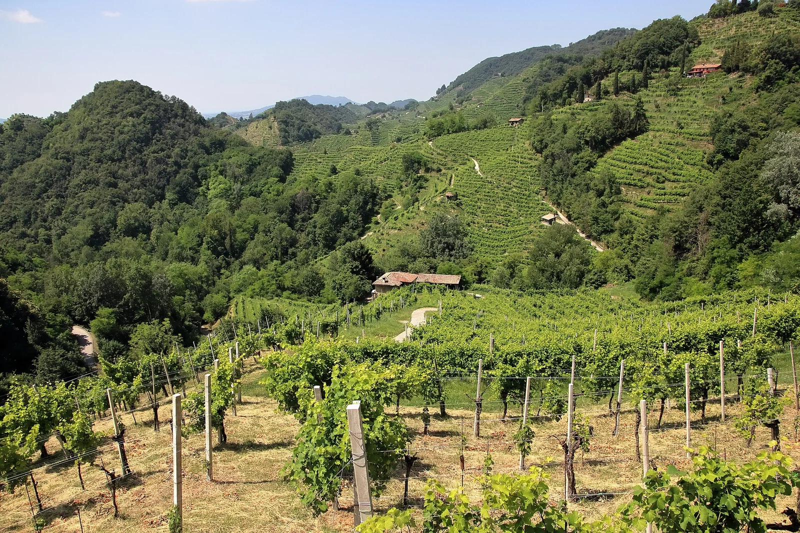 Foto: Die Prosecco-Hügel von Conegliano und Valdobbiadene