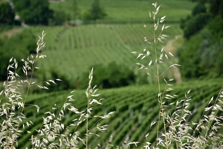 Vineyard Landscape of Piedmont: Langhe-Roero and Monferrato