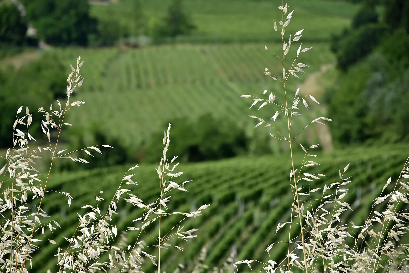 Vineyard Landscape of Piedmont: Langhe-Roero and Monferrato