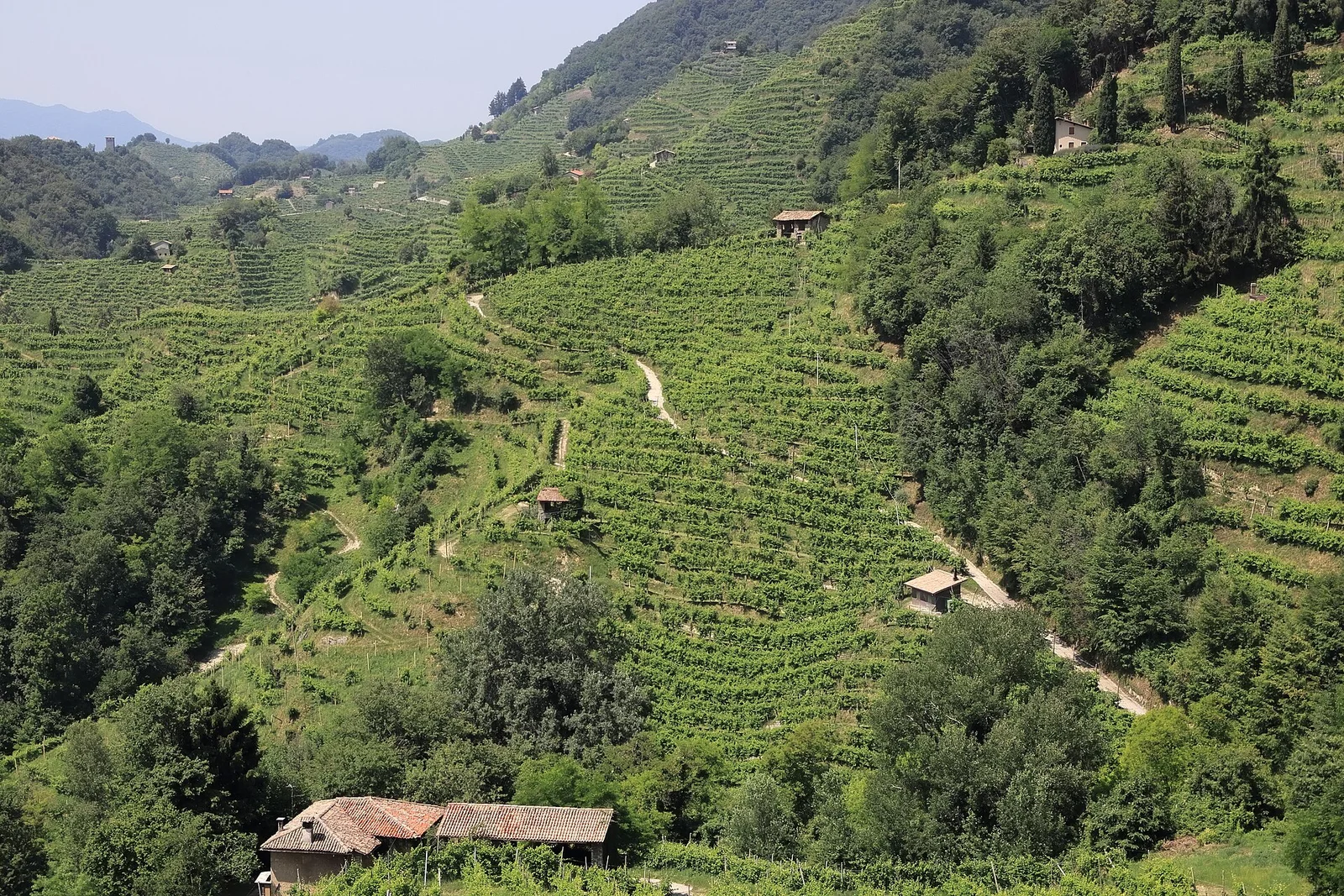 Foto: Die Prosecco-Hügel von Conegliano und Valdobbiadene