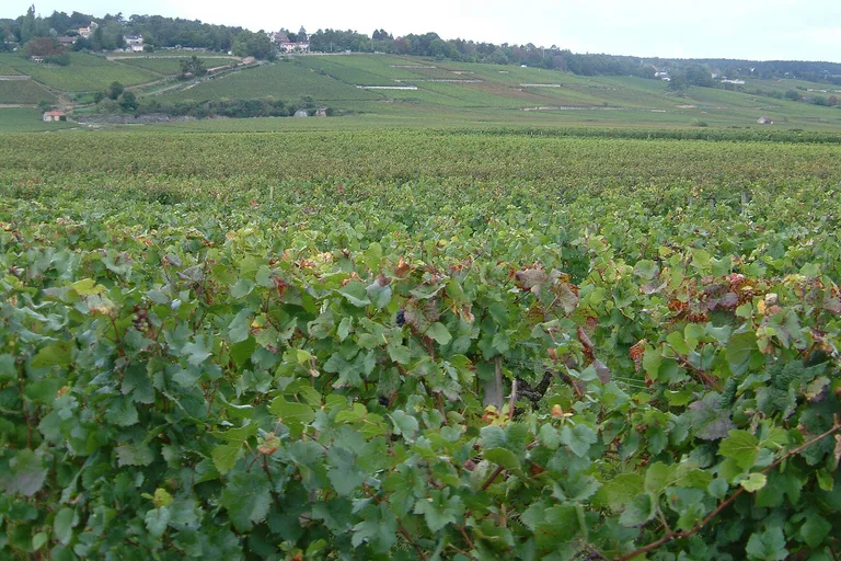 Foto: Die Climats, Terroirs des Burgunds