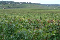 The Climats, terroirs of Burgundy