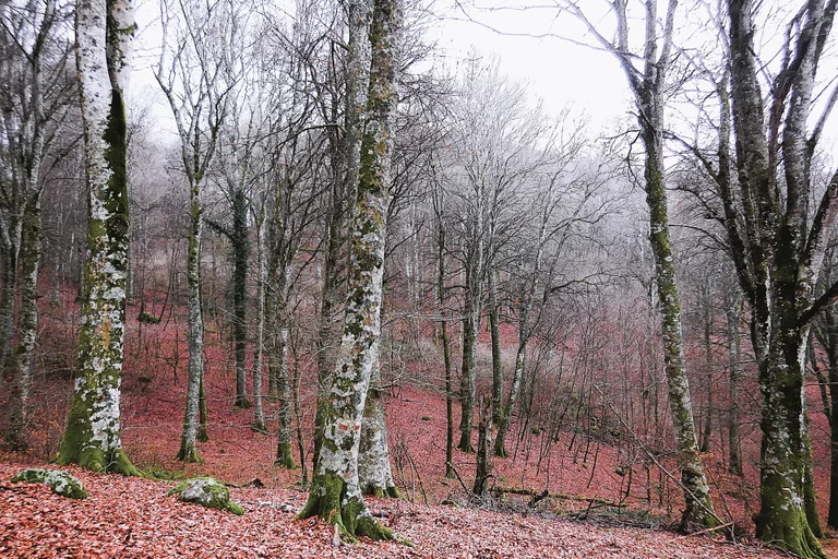 Ancient and Primeval Beech Forests of the Carpathians and Other Regions of Europe