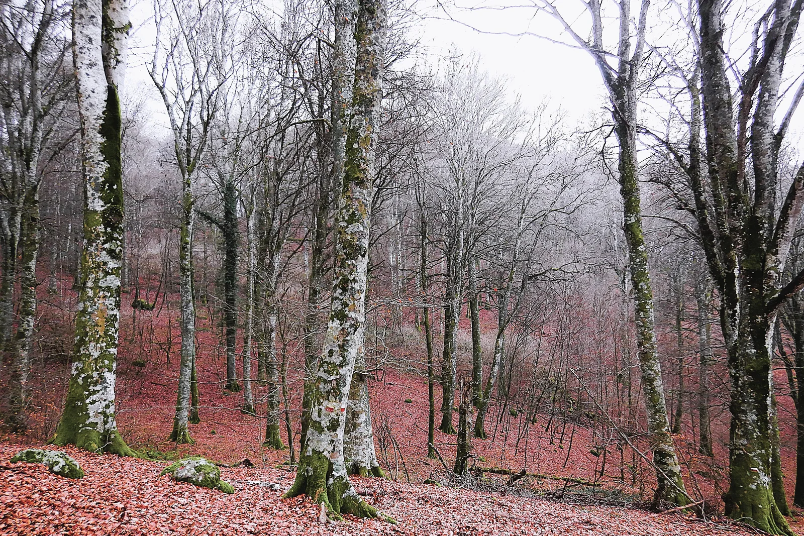 Ancient and Primeval Beech Forests of the Carpathians and Other Regions of Europe