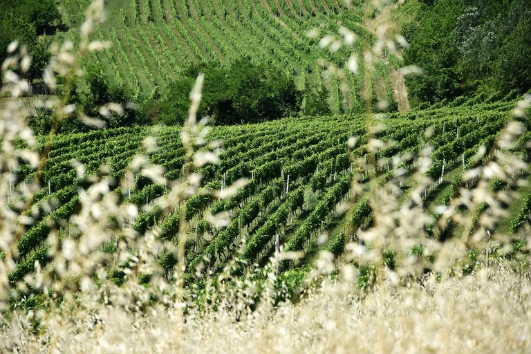 Vineyard Landscape of Piedmont: Langhe-Roero and Monferrato