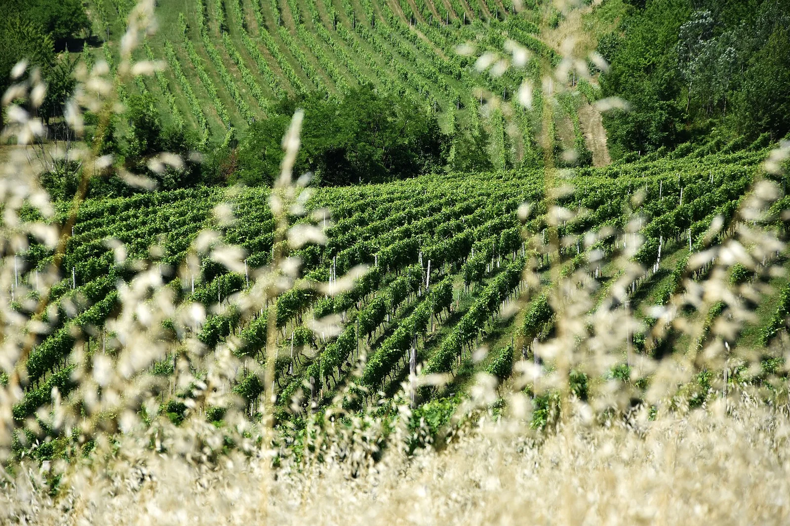 Vineyard Landscape of Piedmont: Langhe-Roero and Monferrato