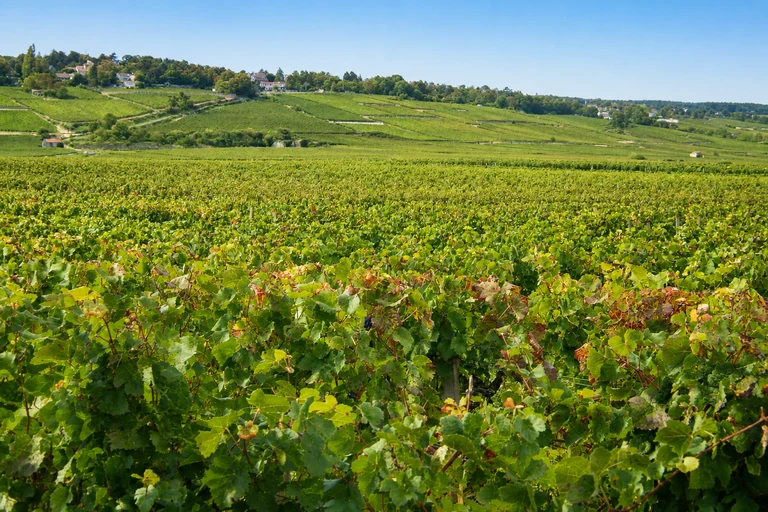 Foto: Die Climats, Terroirs des Burgunds