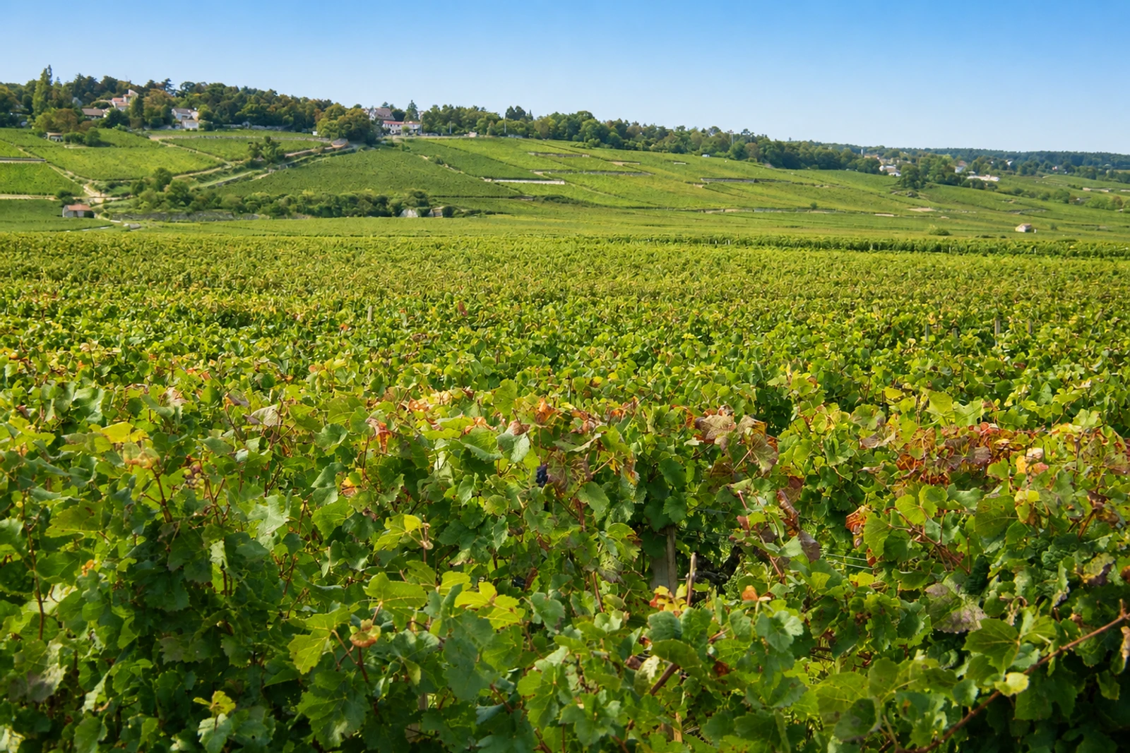 Foto: Die Climats, Terroirs des Burgunds