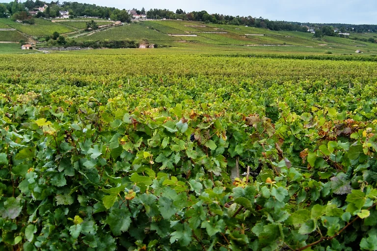 Foto: Die Climats, Terroirs des Burgunds