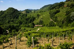 AI-edited editorial thumbnail of Le Colline del Prosecco di Conegliano e Valdobbiadene