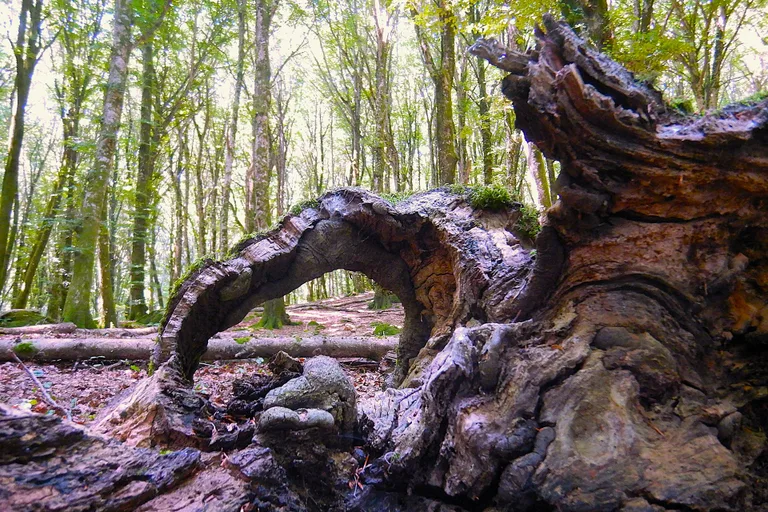 Ancient and Primeval Beech Forests of the Carpathians and Other Regions of Europe