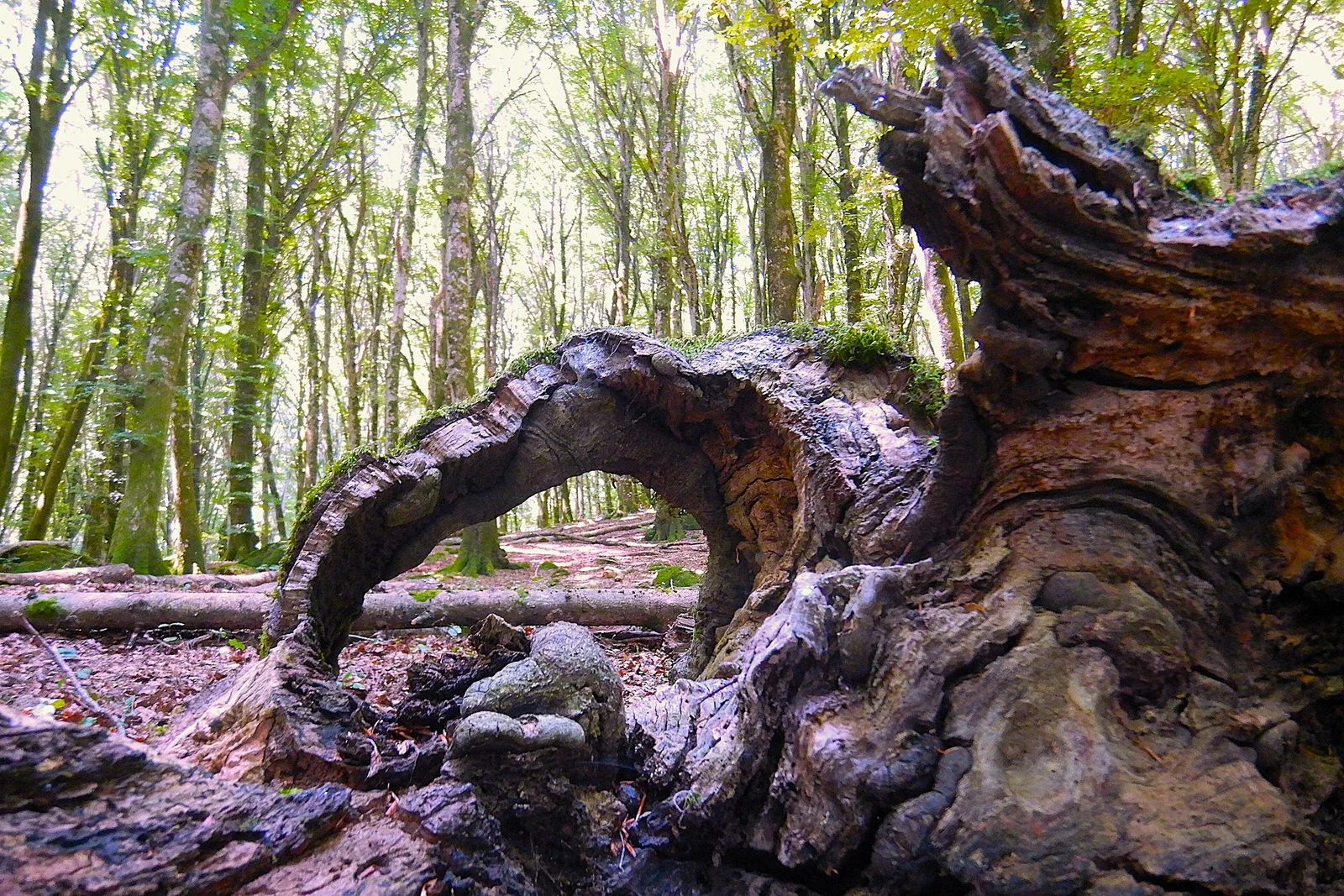 Ancient and Primeval Beech Forests of the Carpathians and Other Regions of Europe