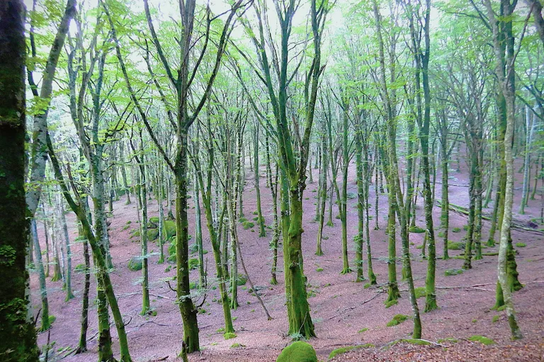 Ancient and Primeval Beech Forests of the Carpathians and Other Regions of Europe